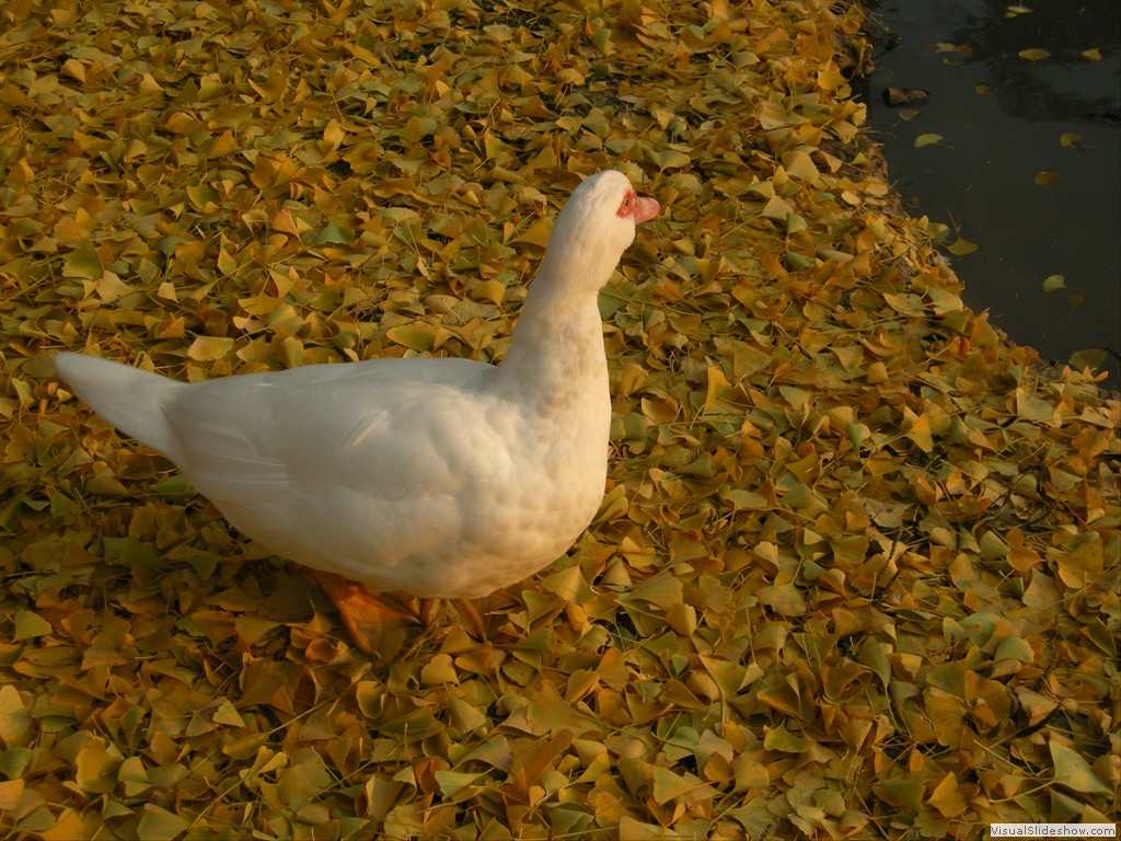 Formigine 23Nov2011 008