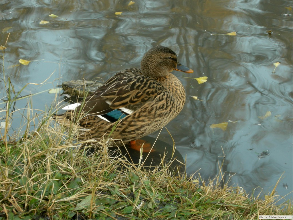 Formigine 23Nov2011 013