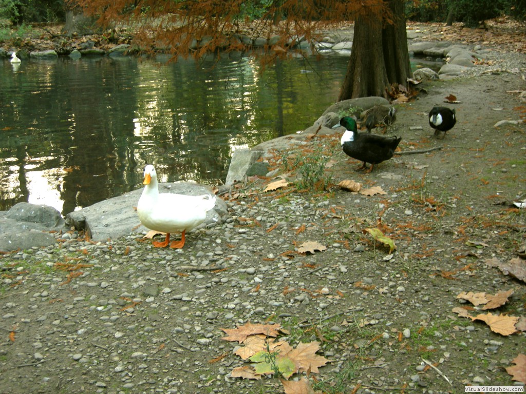 Formigine 23Nov2011 038